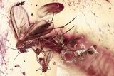 Fossil Wasps, Gnats, Woodlouse, Moth Fly & Ant in Baltic Amber #362673-2